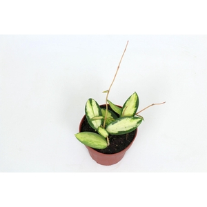 Hoya Verticillata (inner variegated) 12 cm