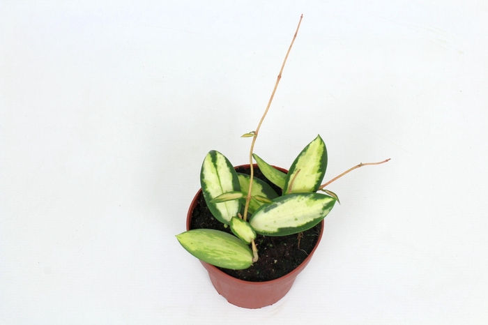 <h4>Hoya Verticillata (inner variegated) 12 cm</h4>