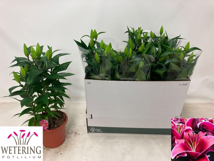 <h4>LIL OR SUNNY KEYS</h4>