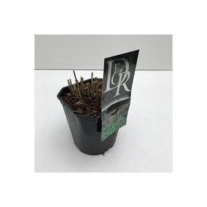 Miscanthus 'Ferner Osten' P17 (2ltr)
