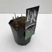 <h4>Miscanthus 'Ferner Osten' P17 (2ltr)</h4>