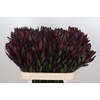 Leucadendron Saf Sunset Dark R.