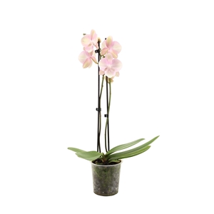 Phal Venetian Carnaval 2T16+