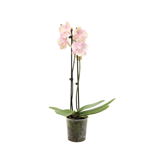 <h4>Phal Venetian Carnaval 2T16+</h4>