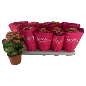 KAL GE PERFECTA ROSA