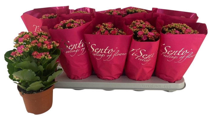 <h4>KAL GE PERFECTA ROSA</h4>