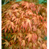 Acer palmatum