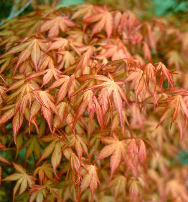 Acer palmatum