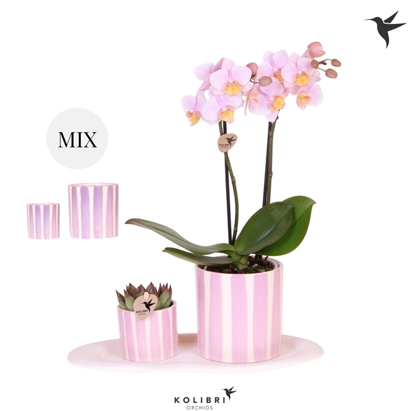 <h4>Kolibri Gift Set small Mediterranean pink purple mix</h4>