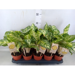 Aglaonema   ...