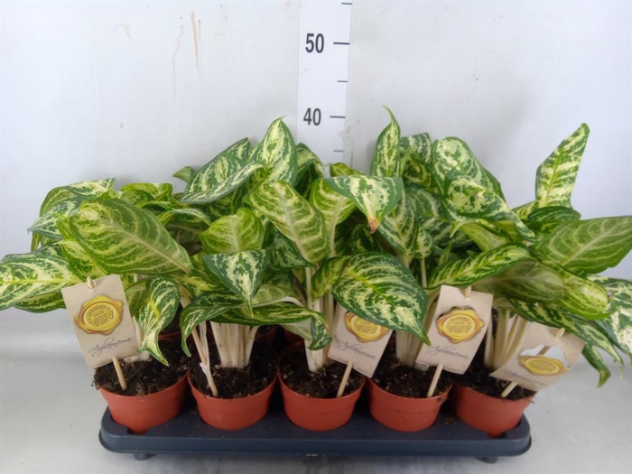 <h4>Aglaonema ...</h4>
