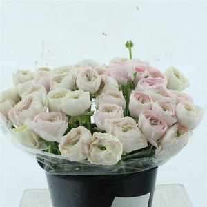 Ran Su Sr Hanoi Super