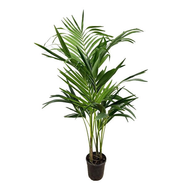 <h4>Howea Forsteriana</h4>