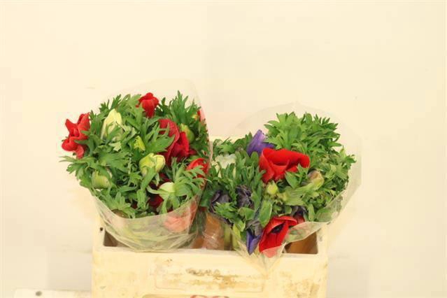 <h4>ANEM GEM BS</h4>