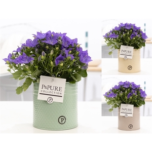 Campanula 'Napoli' Pure Zinc Louise