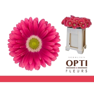 Gerbera Unique Water / Hoes