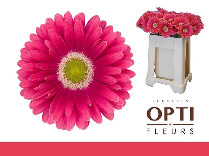 <h4>Gerbera Unique Water / Hoes</h4>