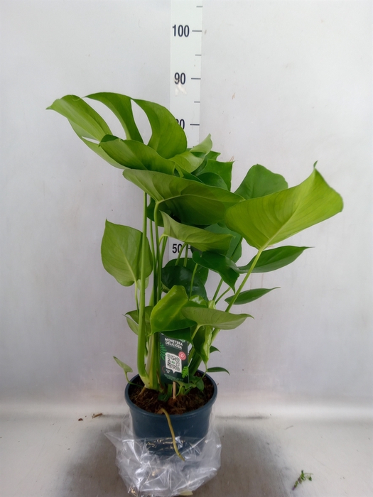 <h4>Monstera delic.</h4>