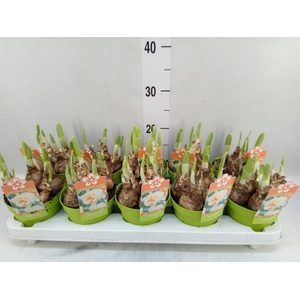 Narcissus DU 'Peach Swirl'