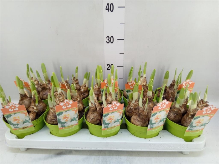 <h4>Narcissus DU 'Peach Swirl'</h4>