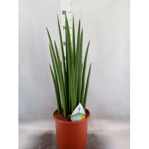 Sansevieria cyl.  ...