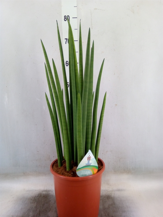<h4>Sansevieria cyl.  ...</h4>