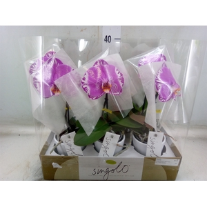 Phalaenopsis   ...