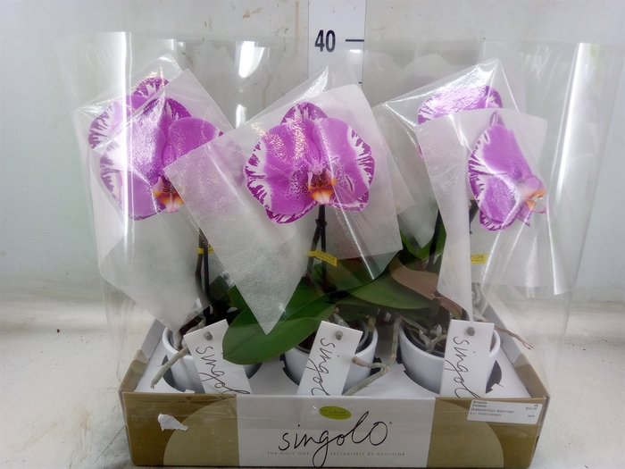 <h4>Phalaenopsis   ...</h4>