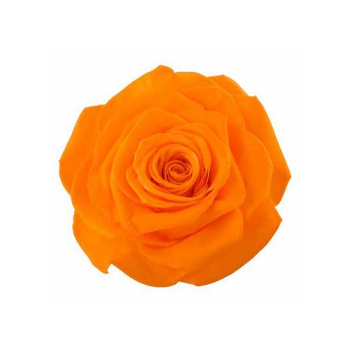 <h4>Rose Monalisa Orange</h4>