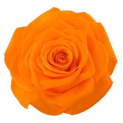 <h4>Rose Monalisa Orange</h4>
