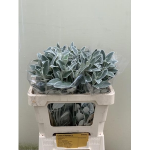 Senecio Full Moon Lion Flowers