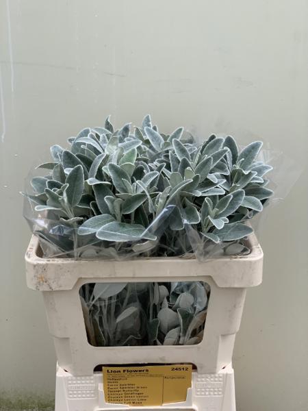 <h4>Senecio Full Moon Lion Flowers</h4>