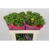 Ranunculus Romance Crown Nervion