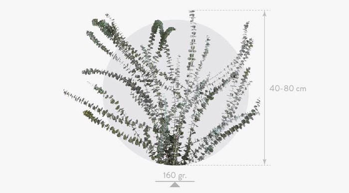 <h4>Eucalyptus Baby Blue Green BBL/4103</h4>