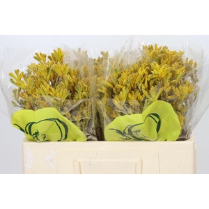 Anigozanthos Yellow Gem