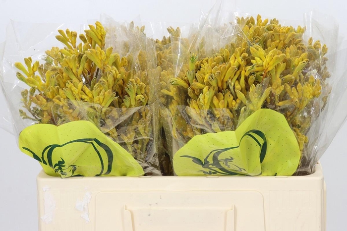 <h4>Anigozanthos Yellow Gem</h4>