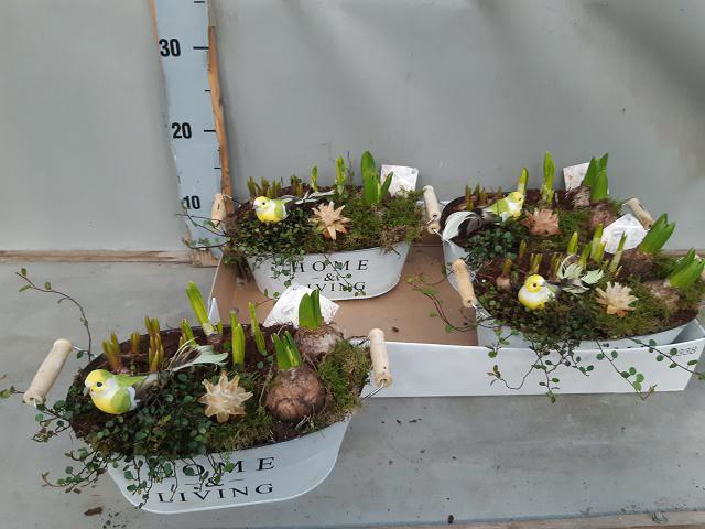 <h4>ARR BOL KNOLGEWAS</h4>