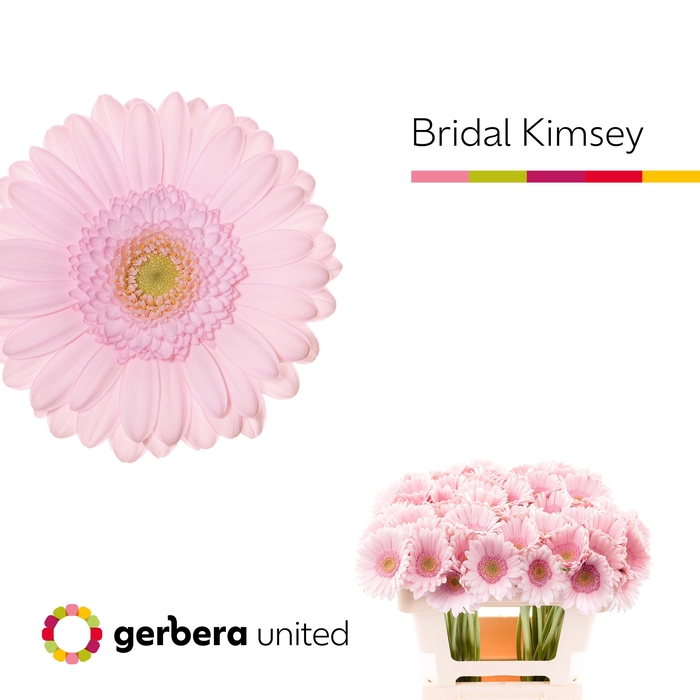 <h4>Germini Bridal Kimsey Water</h4>