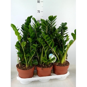 Zamioculcas zamiifolia 'Midori'