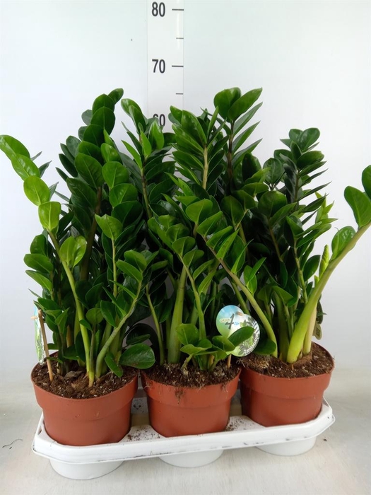 <h4>Zamioculcas zamiifolia 'Midori'</h4>