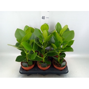 Clusia rosea 'Princess'