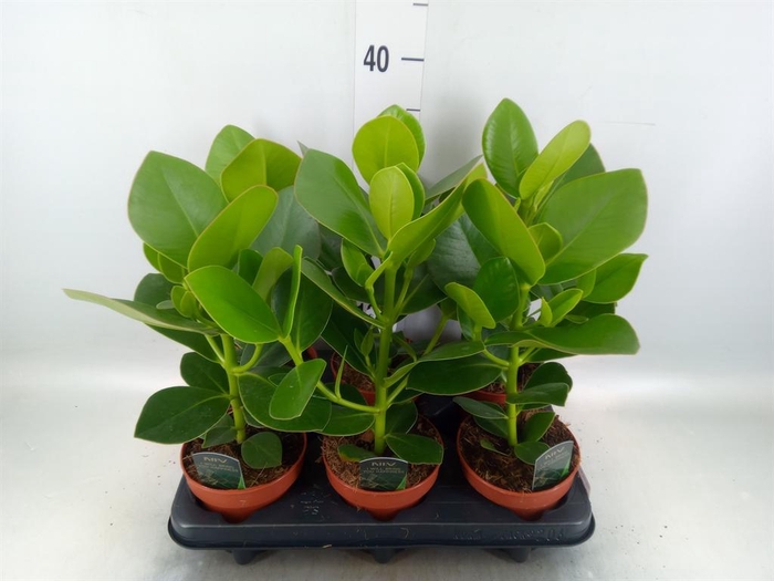 <h4>Clusia rosea 'Princess'</h4>
