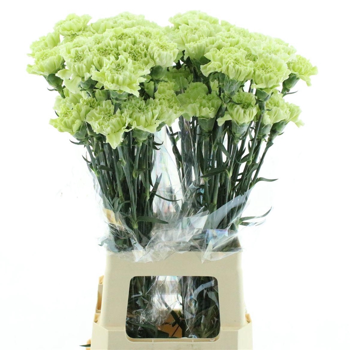 Di St Col Marty Green