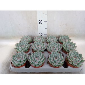 Echeveria   ...