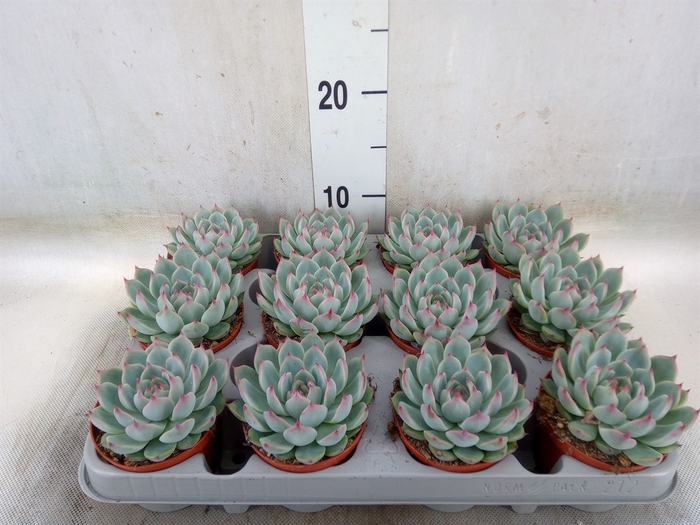 <h4>Echeveria   ...</h4>
