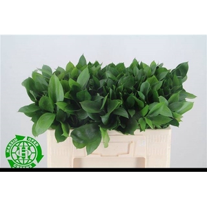 RUSCUS HYPOPHYLLUM