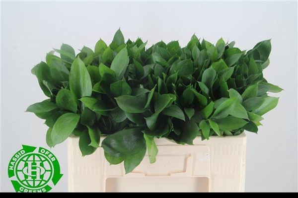 <h4>RUSCUS HYPOPHYLLUM</h4>