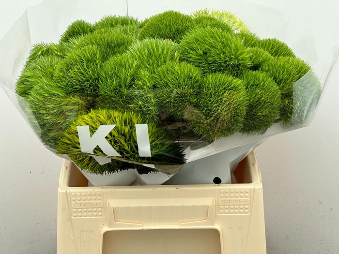 <h4>DI BARB KIWI MELLOW</h4>