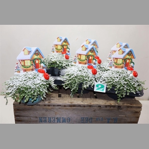 Solei Sol Groen + X-mas Deco