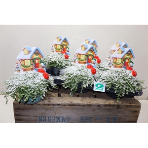 arr8 Solei Sol Groen + X-mas Deco